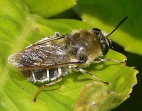 Stratiomyidae : femmina di Stratiomys cfr. longicornis?